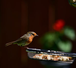 Close-up of bird perching on feeder