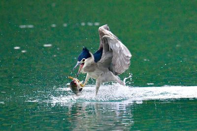 Two birds in a lake