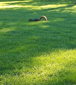 View of bird on field