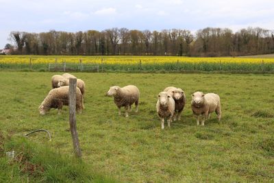 Sheep in a field