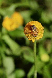 Bee pollinating yellow flowers