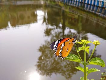 Butterfly on leaf