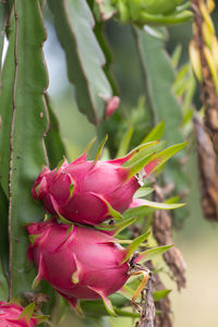 Close-up of pink succulent plant