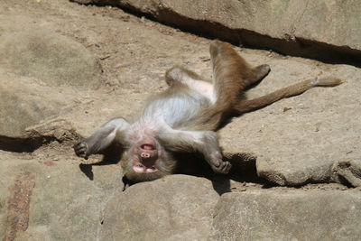 Close-up of monkey lying on rock