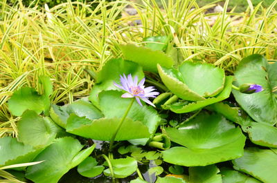 Lotus water lily blooming in pond
