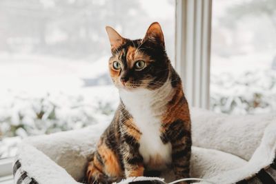 Close-up of a cat looking away