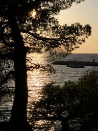 tree
