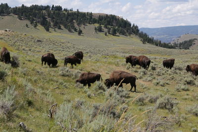 Horses grazing in a field