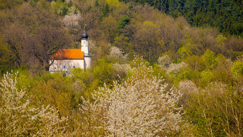 Trees and houses