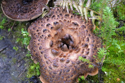 Close-up of mushroom on tree trunk