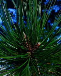 Close-up of pine tree