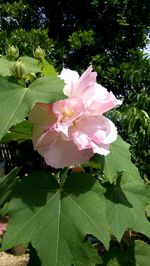 Close-up of pink flower plant