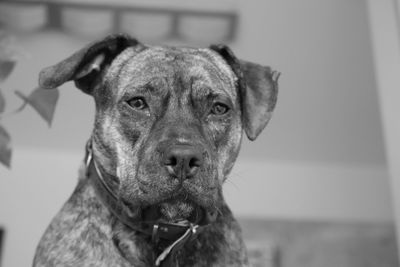 Close-up portrait of dog