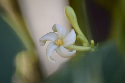 Close-up of white flowering plant