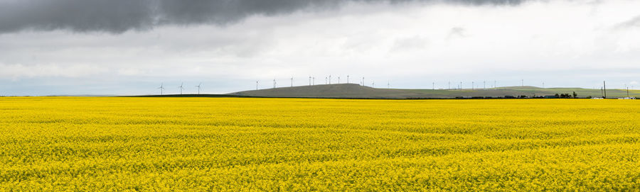 Scenic view of oilseed rape field against sky