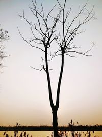 Silhouette bare tree on landscape against sky at sunset