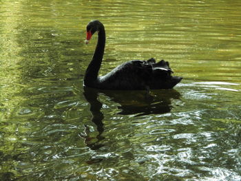 Swan on water