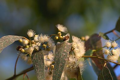 Low angle view of flowering plant against trees