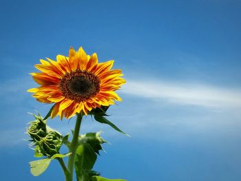 Low angle view of sunflower blooming against sky