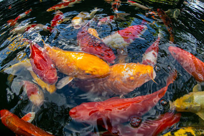 View of koi carps swimming in pond