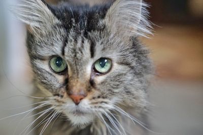 Close-up portrait of a cat