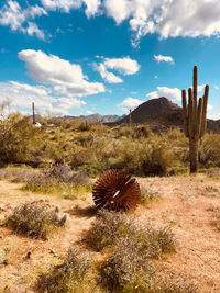 Cactus growing on field against sky