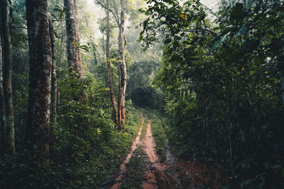 Trail on footpath amidst trees in forest