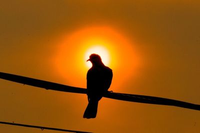 Low angle view of bird perching on cable