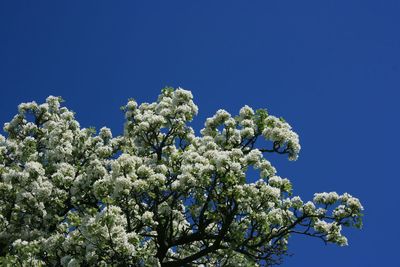 Low angle view of cherry blossoms against blue sky