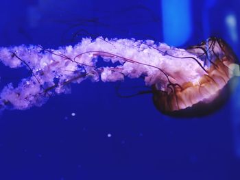 Close-up of jellyfish swimming in sea