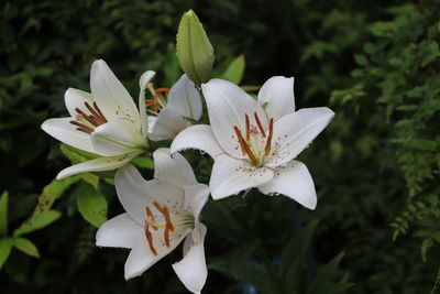 Close-up of white flowering plant