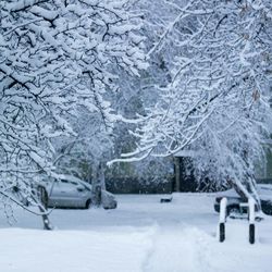 Snow covered trees