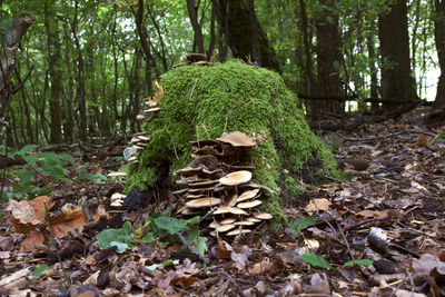 Mushrooms growing on tree trunk
