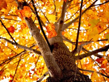 Low angle view of maple tree