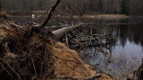 Close-up of bare tree in water