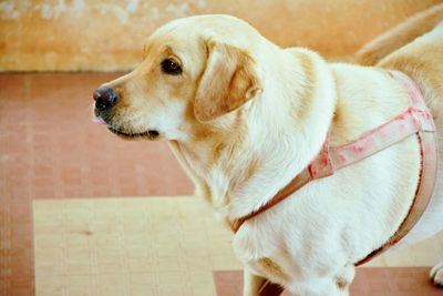 Close-up of dog