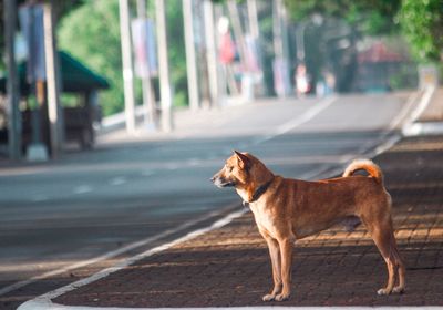 Side view of a dog looking away on road in city