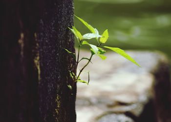 Close-up of plant growing on tree trunk