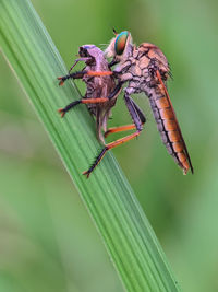 Robberfly eat meal