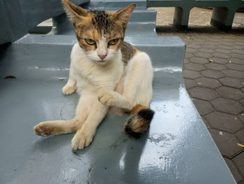 Portrait of cat sitting on floor