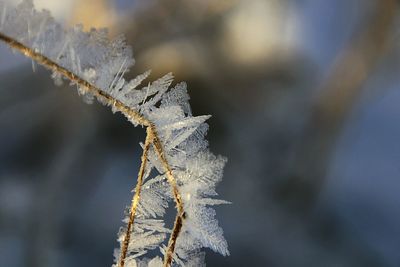 Close-up of frozen leaf during winter