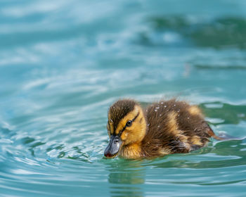 Duck swimming in lake