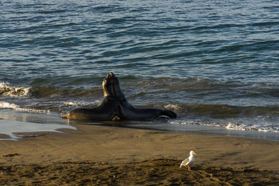 View of bird on beach