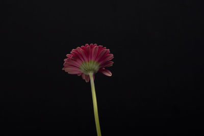 Close-up of pink flower against black background