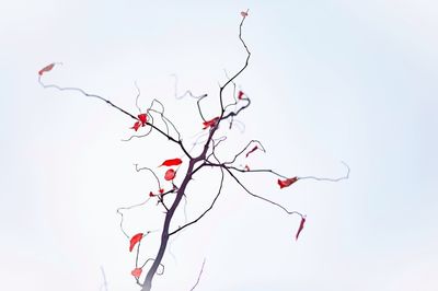 Low angle view of bare tree against sky