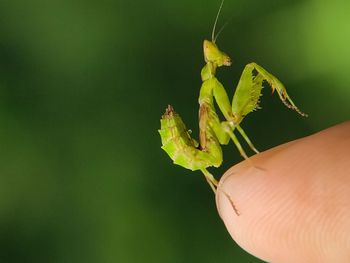 Close-up of insect on plant