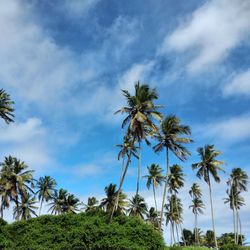 Low angle view of coconut palm trees against sky