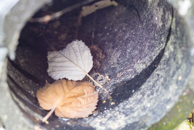 High angle view of maple leaf