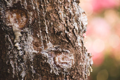 Close-up of tree stump