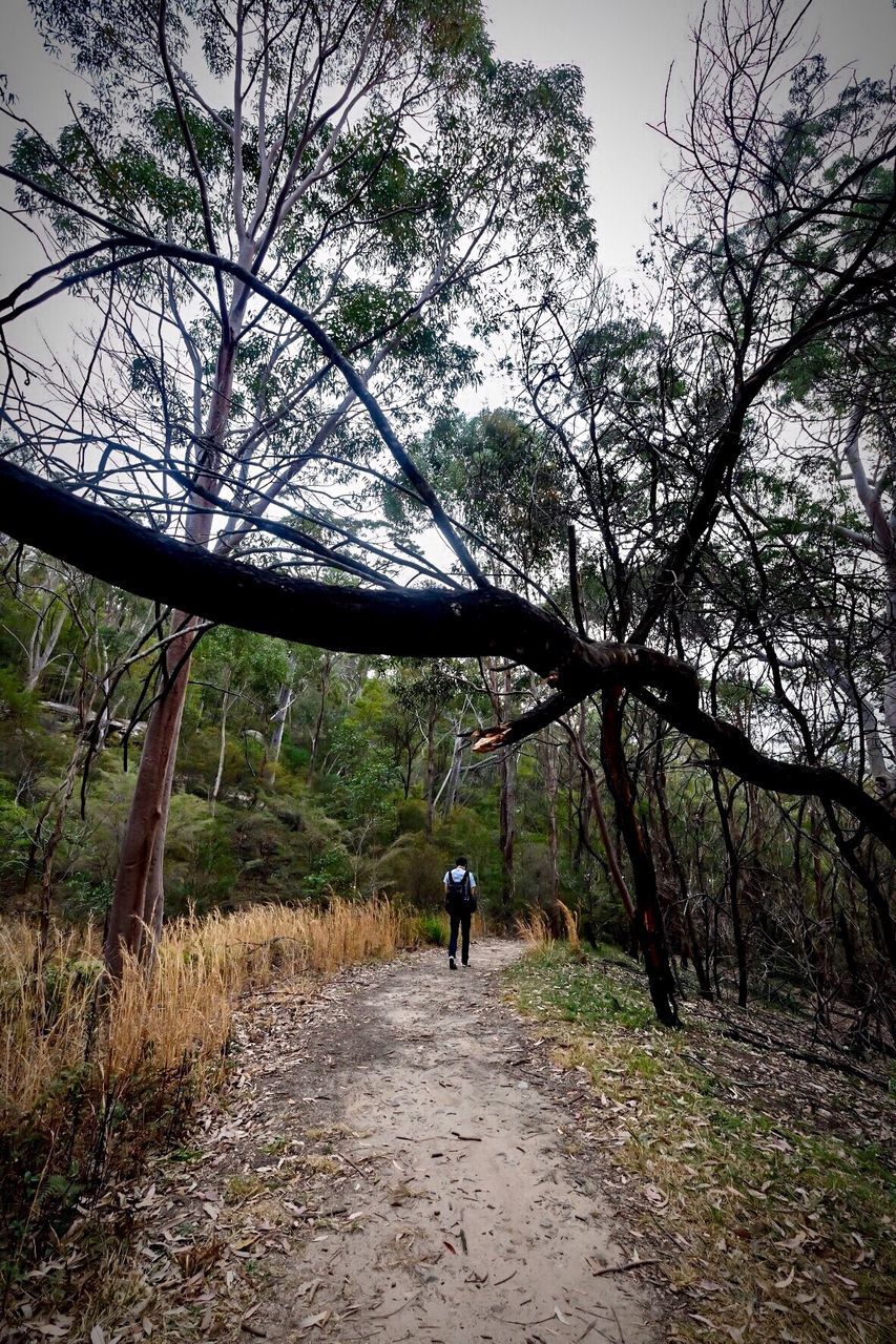 REAR VIEW OF MAN STANDING BY TREES IN FOREST